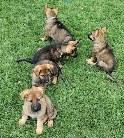 Deutscher Schäferhund welpen suchen neues Zuhause