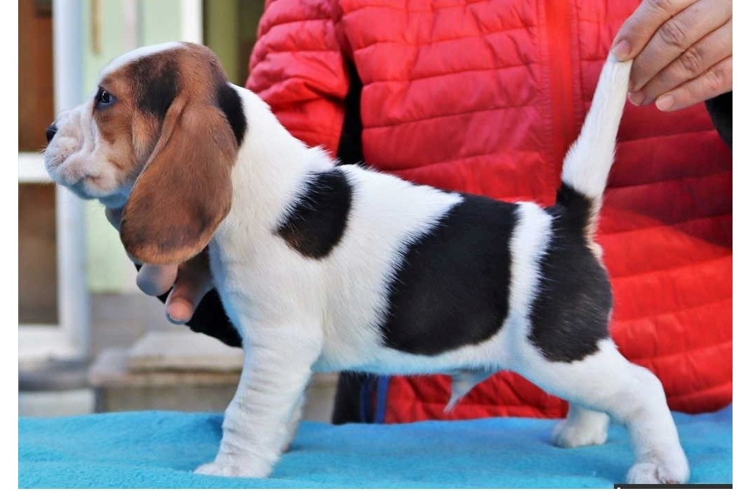 Männliche und weibliche Beagle welpen