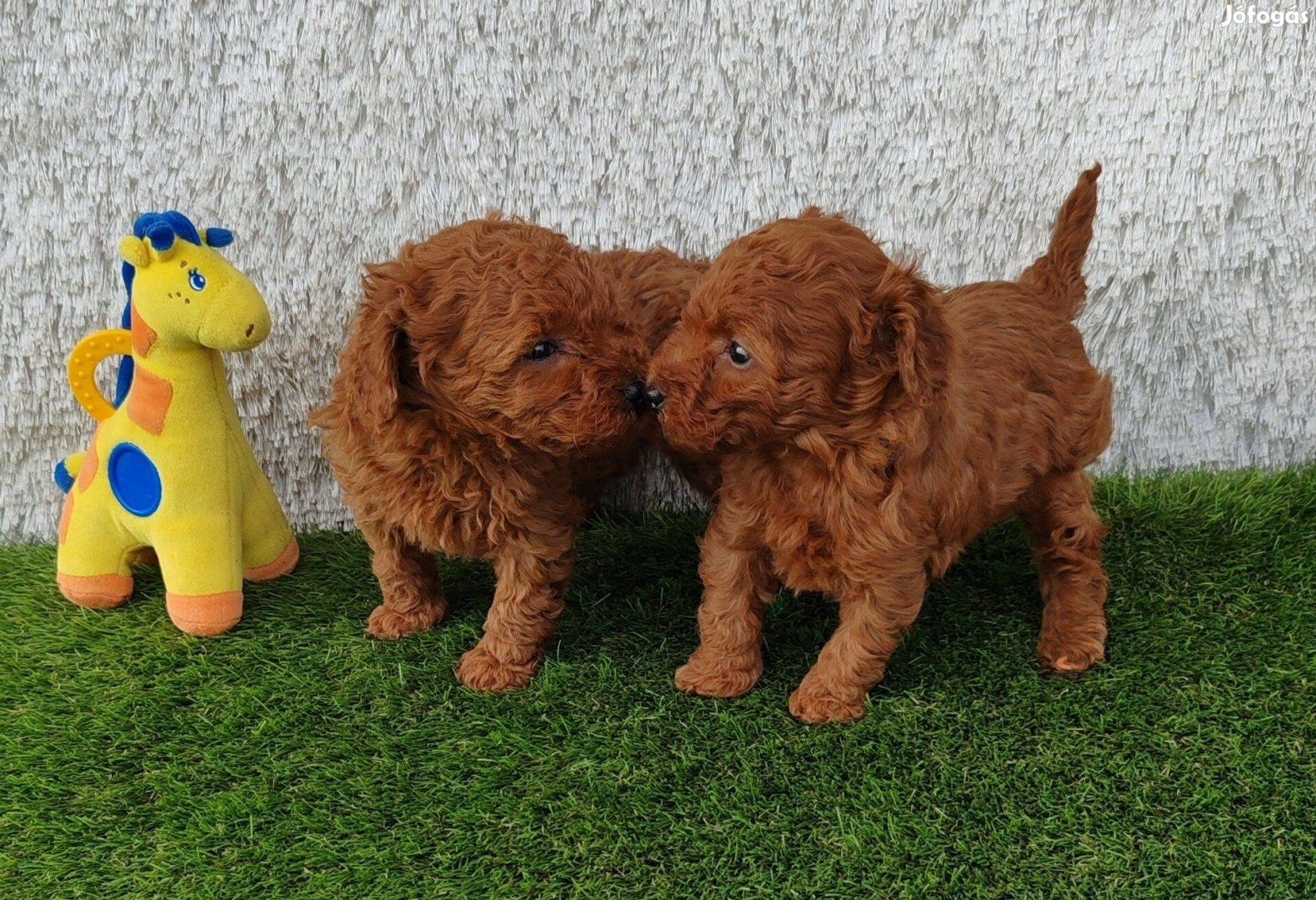 Schöne Zwergpudelwelpen für ein neues Zuhause