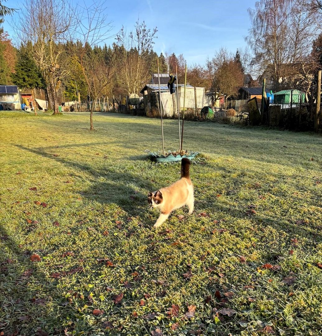 Zwei Kater vom Land suchen Zuhause.