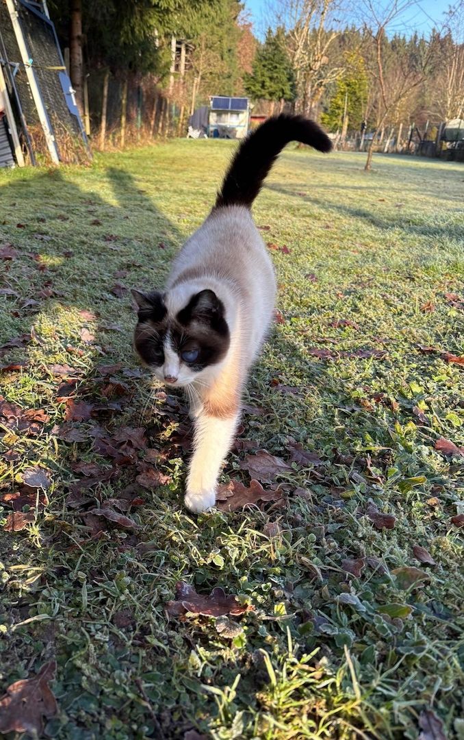 Zwei Kater vom Land suchen Zuhause.