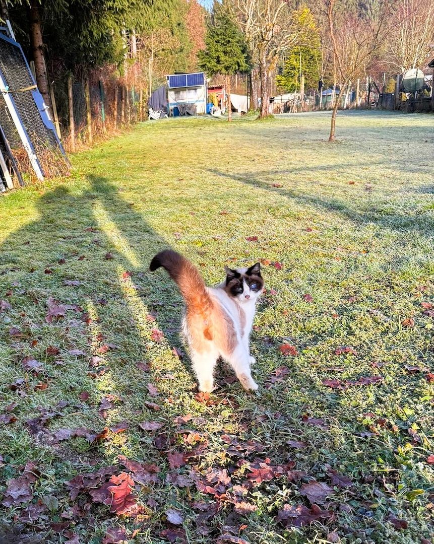 Zwei Kater vom Land suchen Zuhause.