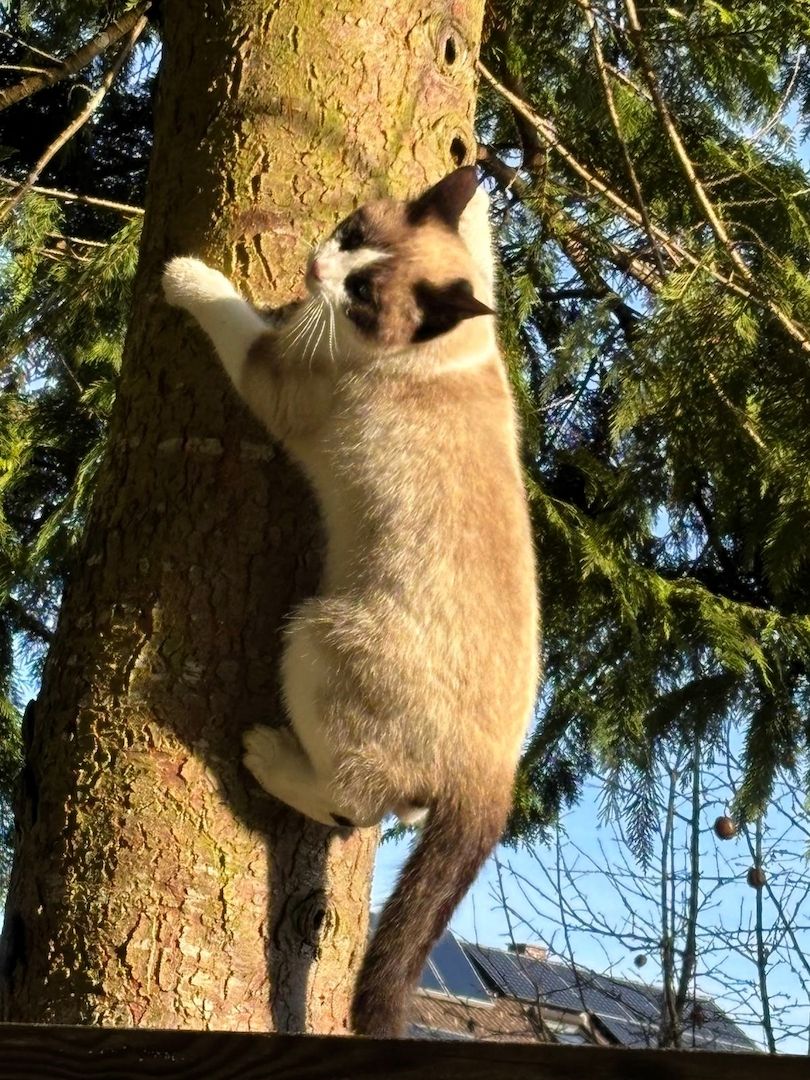 Zwei Kater vom Land suchen Zuhause.