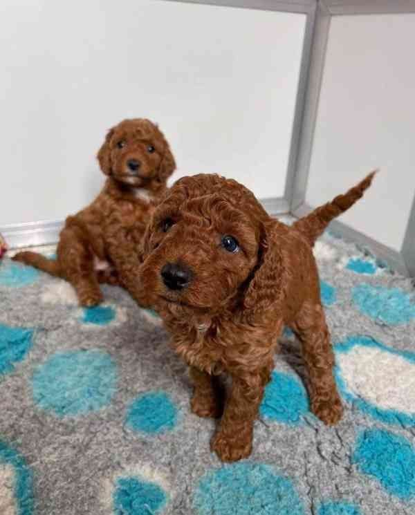 Zuckersüßer Toy und Zwerg Pudel-Welpen