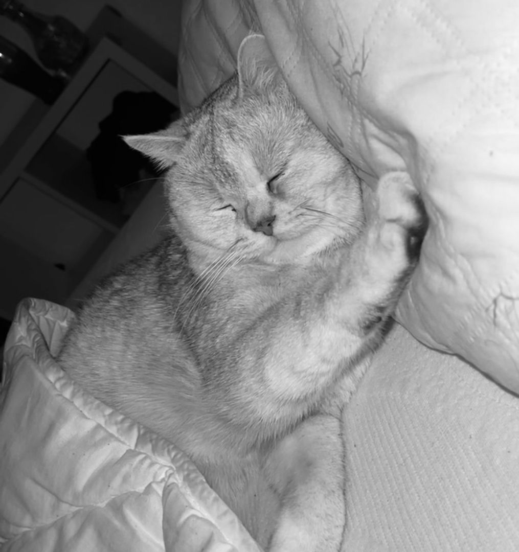 Simba 2 Jahre alt sucht sehr dringend ein neues Zuhause