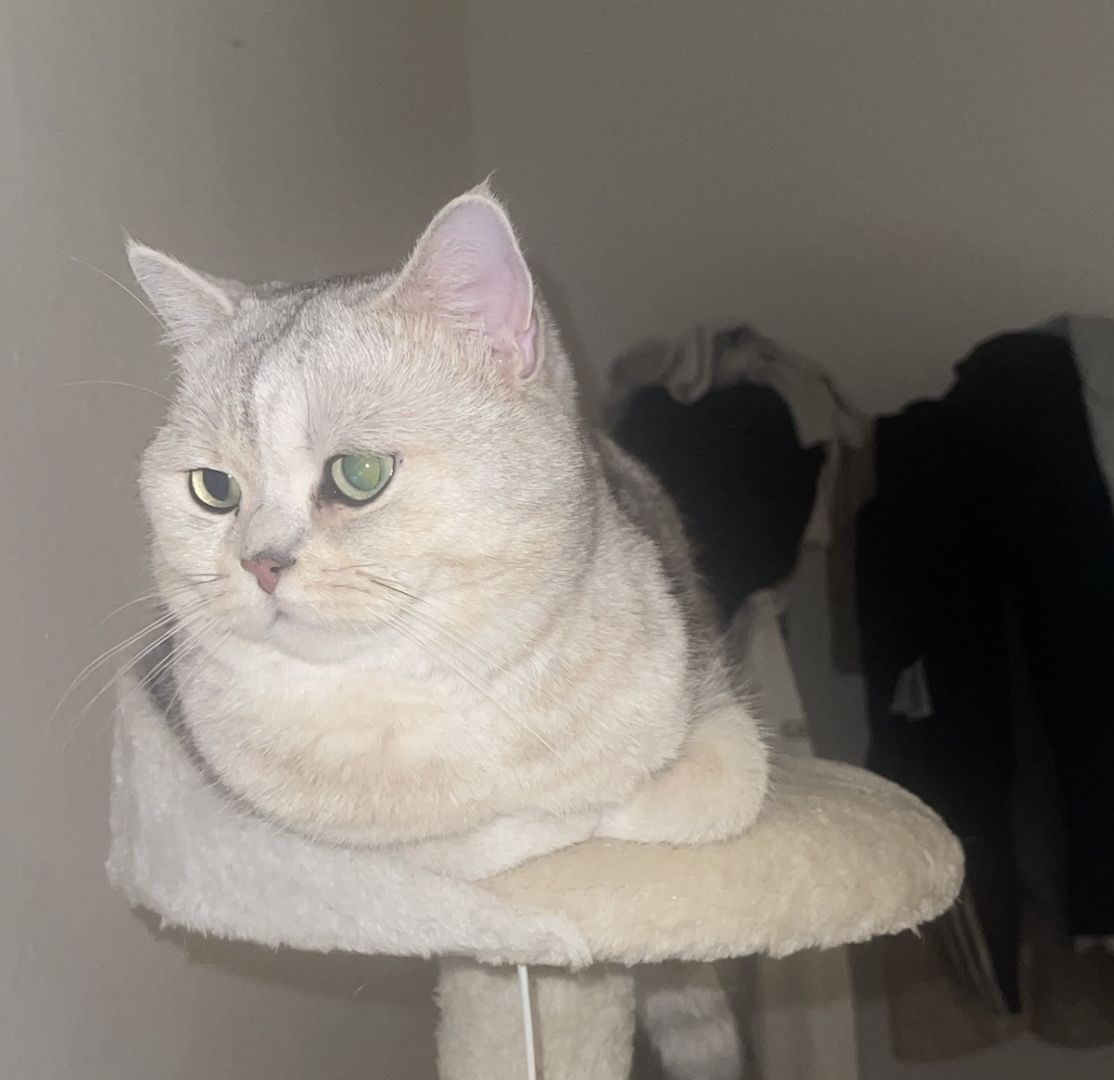 Simba 2 Jahre alt sucht sehr dringend ein neues Zuhause