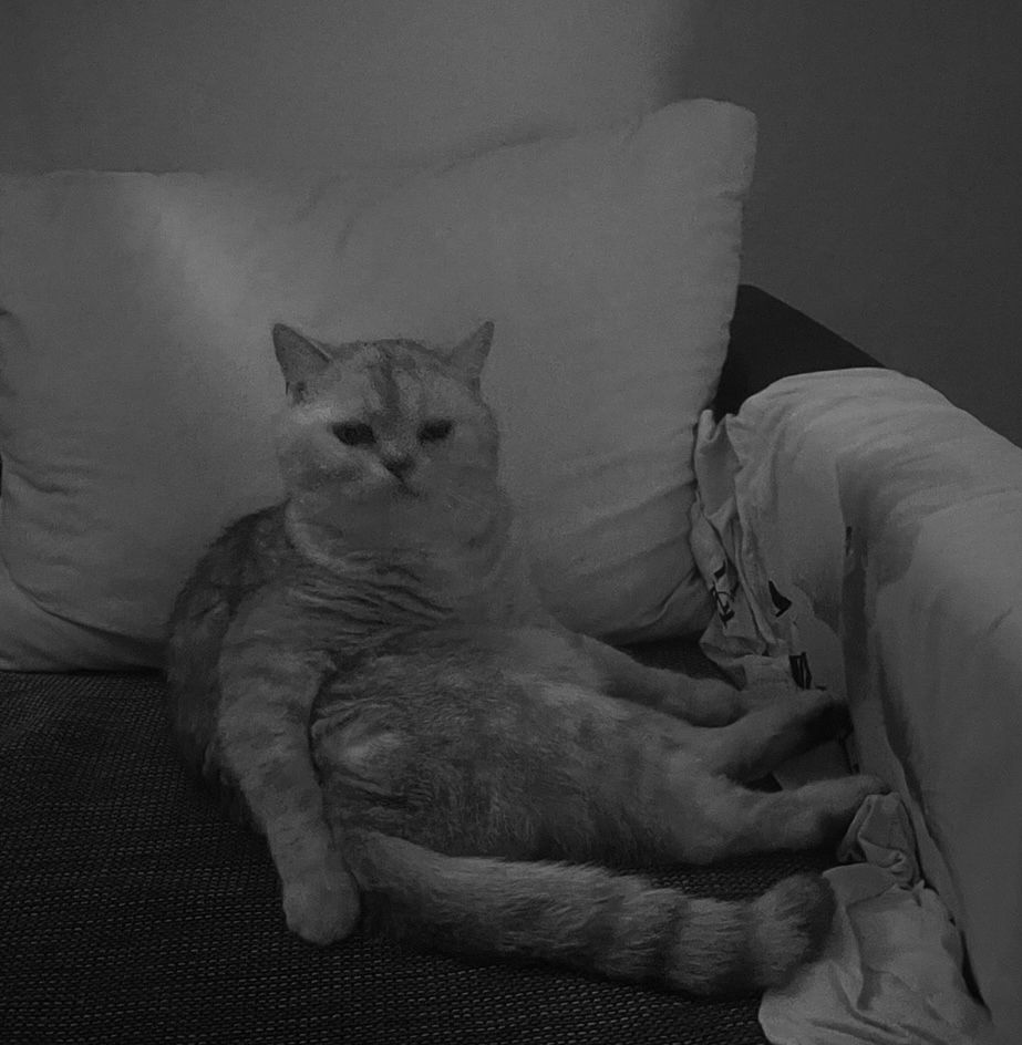 Simba 2 Jahre alt sucht sehr dringend ein neues Zuhause