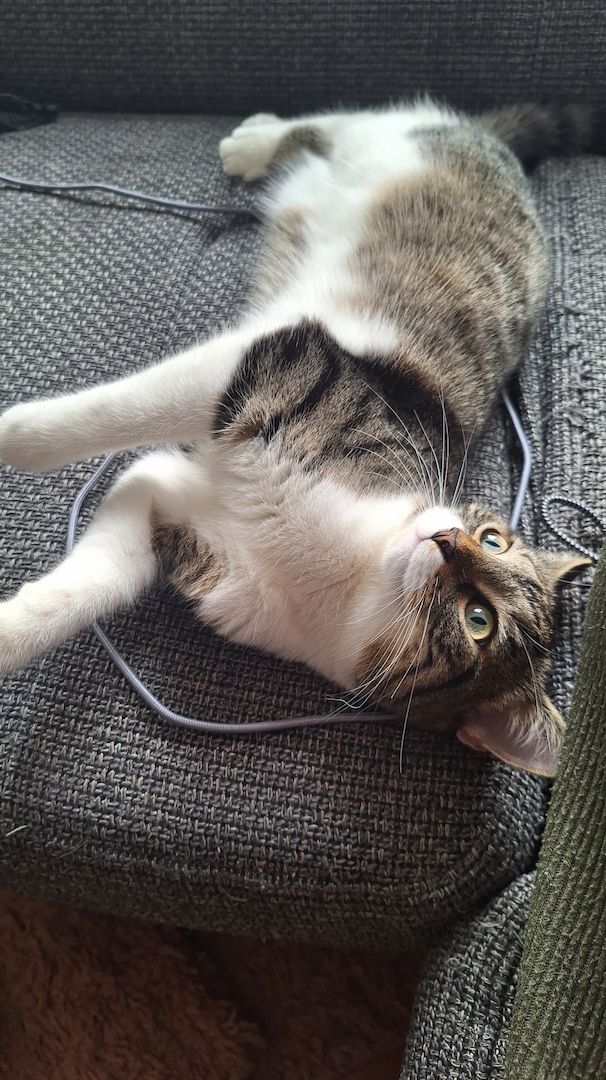 Zodiac & Venus – verschmuste Geschwisterkatzen suchen liebevolles Zuhause mit Balkon