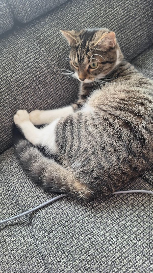 Zodiac & Venus – verschmuste Geschwisterkatzen suchen liebevolles Zuhause mit Balkon