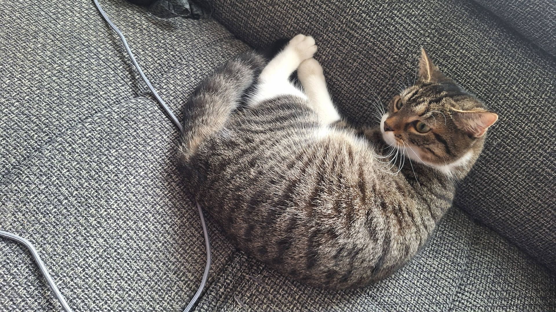 Zodiac & Venus – verschmuste Geschwisterkatzen suchen liebevolles Zuhause mit Balkon