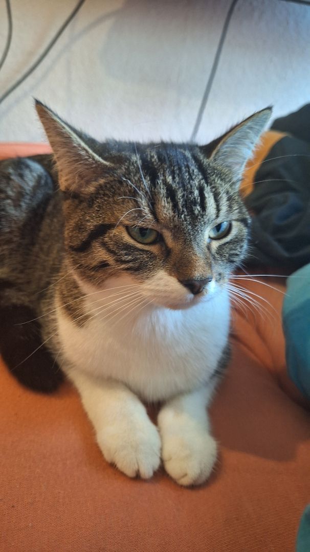 Zodiac & Venus – verschmuste Geschwisterkatzen suchen liebevolles Zuhause mit Balkon