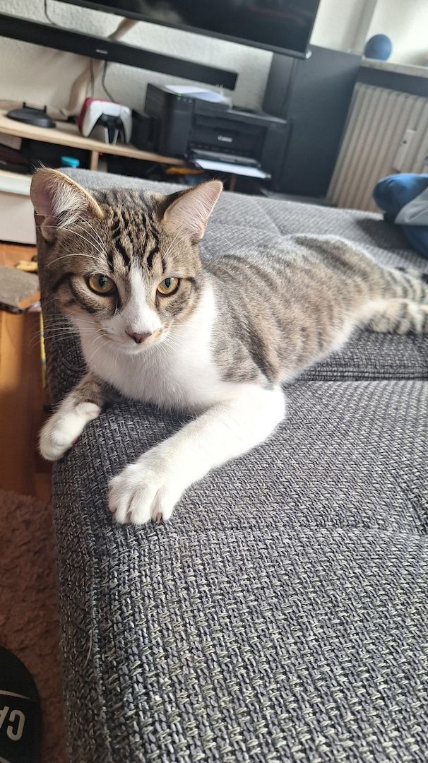 Zodiac & Venus – verschmuste Geschwisterkatzen suchen liebevolles Zuhause mit Balkon