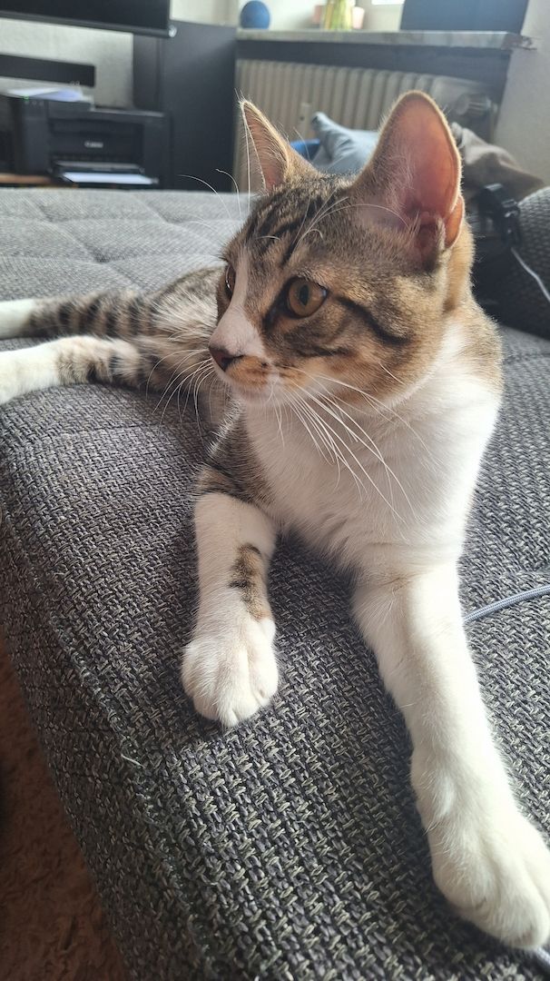 Zodiac & Venus – verschmuste Geschwisterkatzen suchen liebevolles Zuhause mit Balkon