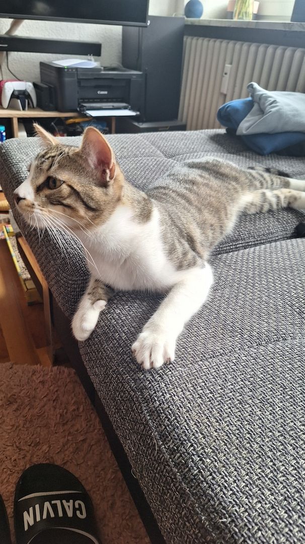 Zodiac & Venus – verschmuste Geschwisterkatzen suchen liebevolles Zuhause mit Balkon