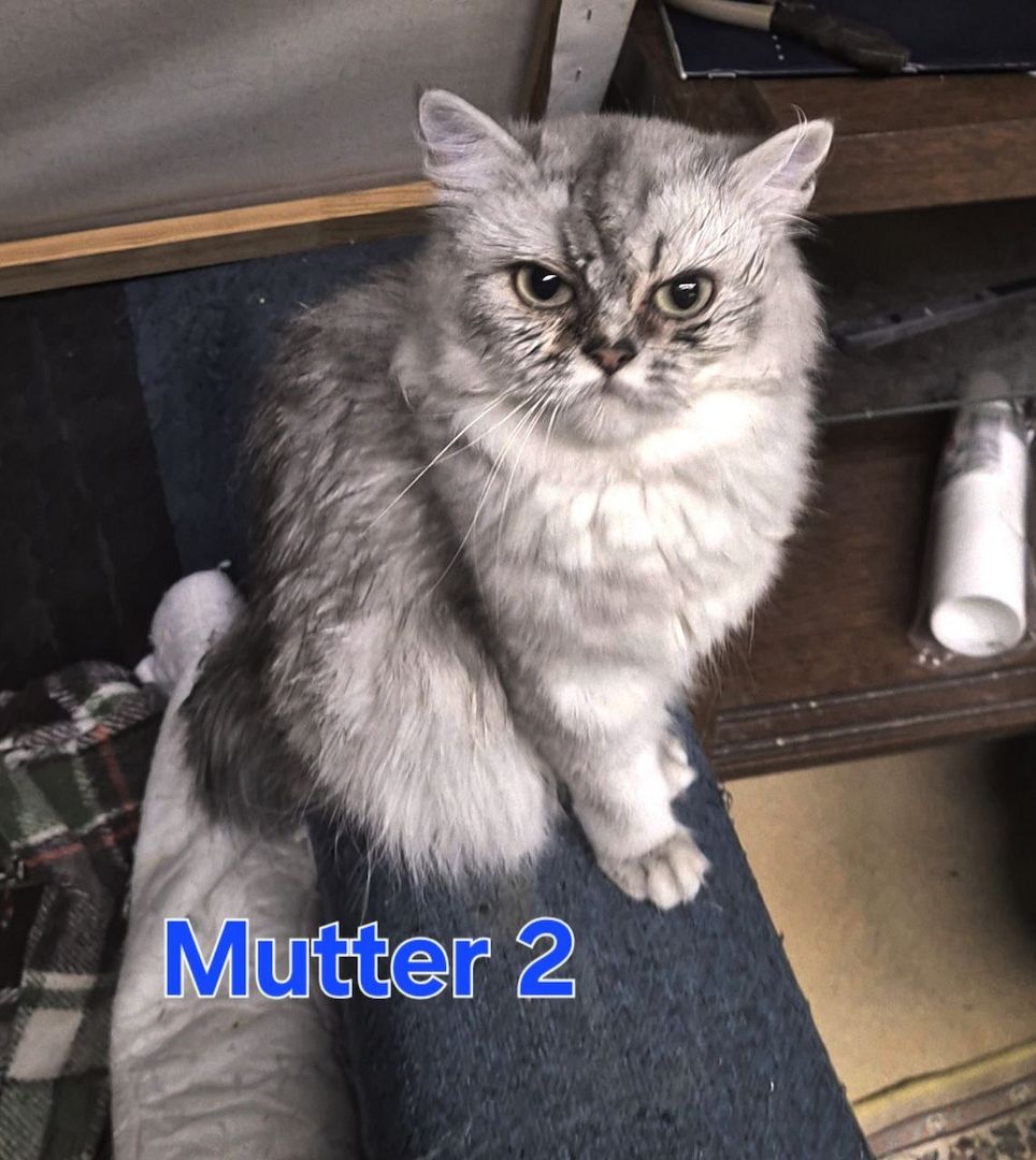 Süße BKH / BLH kleine Kätzchen - Kitten suchen ein liebevolles Zuhause