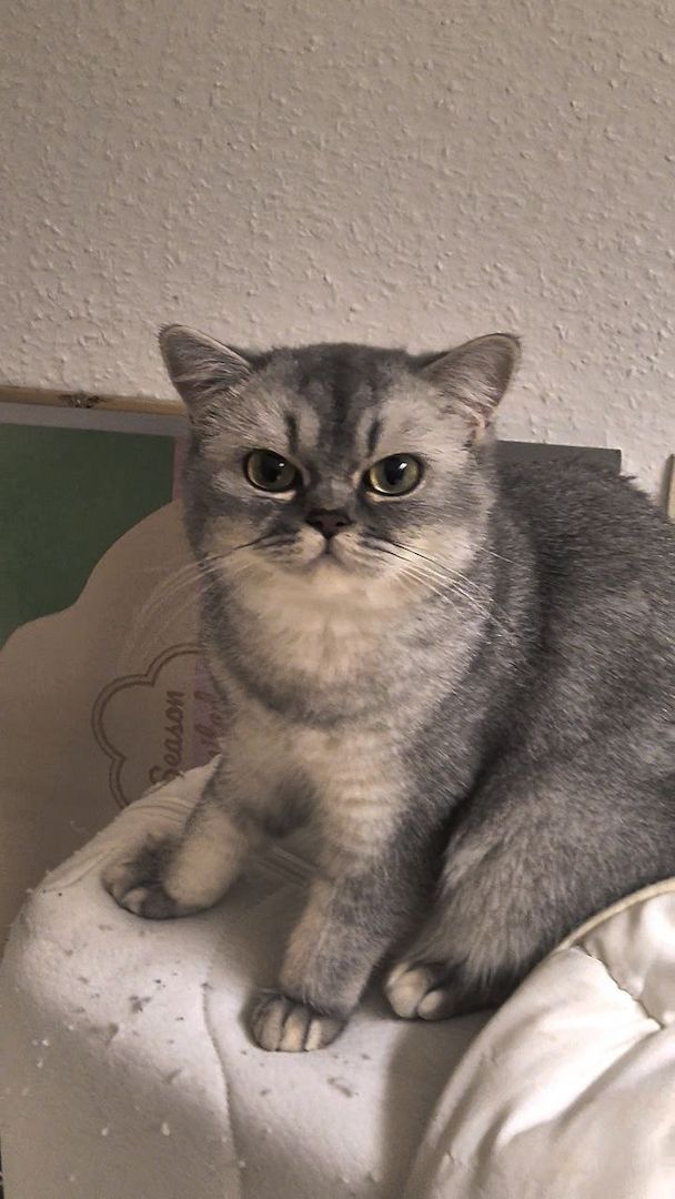 Süße BKH / BLH kleine Kätzchen - Kitten suchen ein liebevolles Zuhause