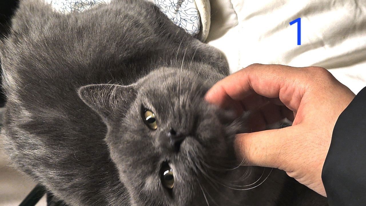 Süße BKH / BLH kleine Kätzchen - Kitten suchen ein liebevolles Zuhause