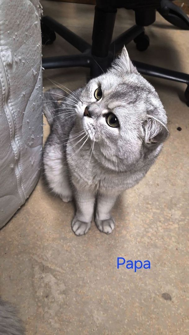 Süße BKH / BLH kleine Kätzchen - Kitten suchen ein liebevolles Zuhause