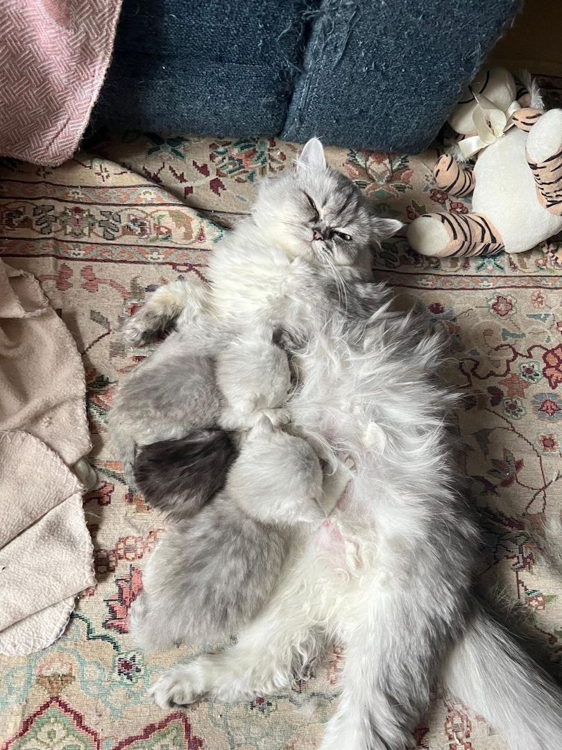 Süße BKH / BLH kleine Kätzchen - Kitten suchen ein liebevolles Zuhause