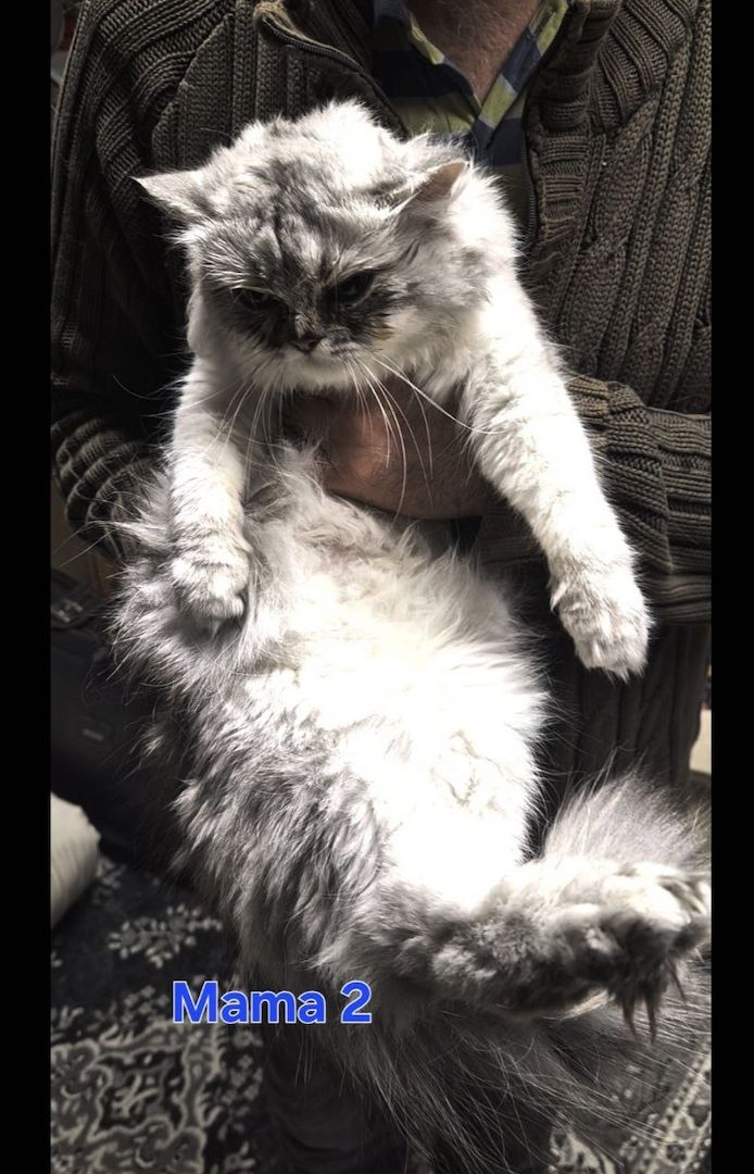 Süße BKH / BLH kleine Kätzchen - Kitten suchen ein liebevolles Zuhause