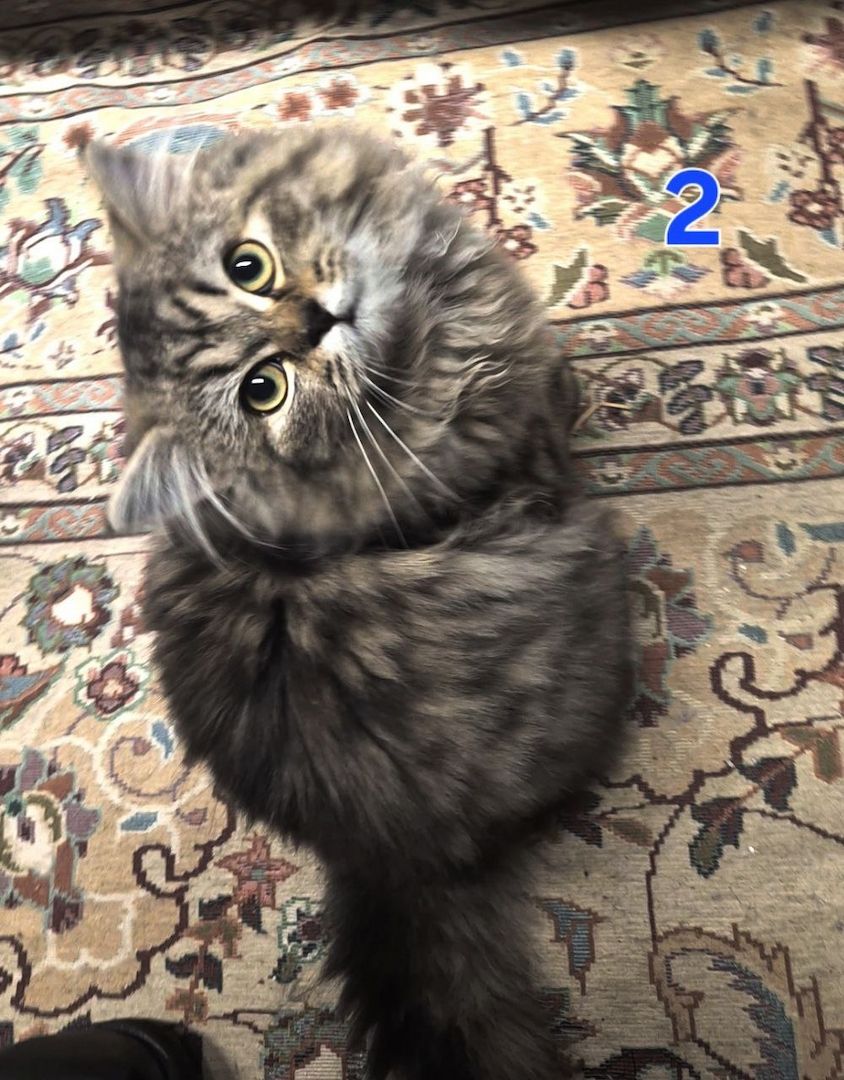 Süße BKH / BLH kleine Kätzchen - Kitten suchen ein liebevolles Zuhause