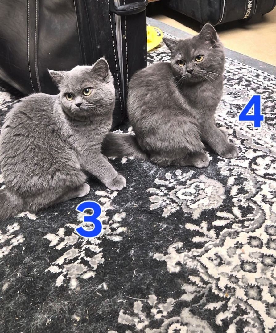 Süße BKH / BLH kleine Kätzchen - Kitten suchen ein liebevolles Zuhause