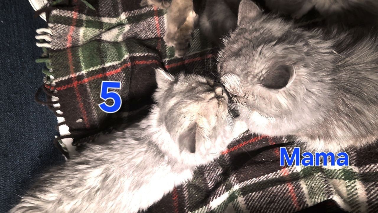 Süße BKH / BLH kleine Kätzchen - Kitten suchen ein liebevolles Zuhause