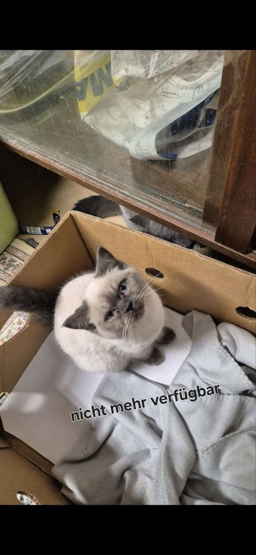 Süße BKH / BLH kleine Kätzchen - Kitten suchen ein liebevolles Zuhause