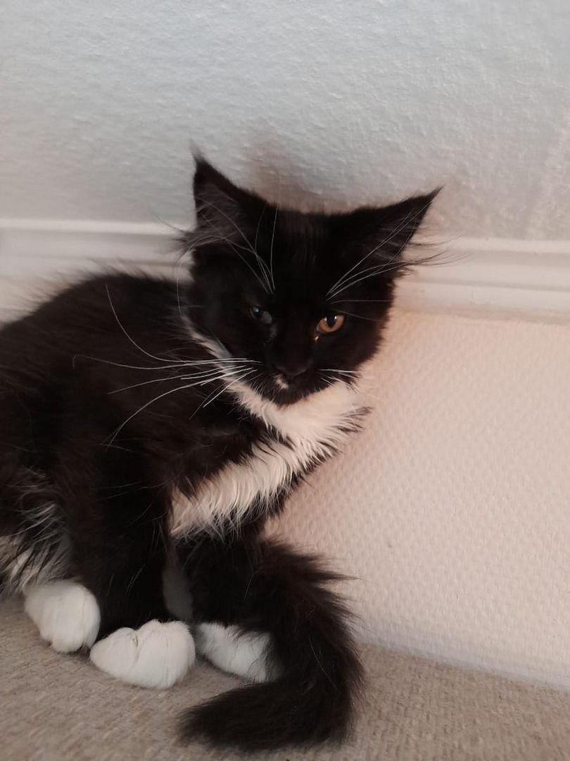 Traumhafte Superkleine Erhältlich Maine Coon Babys Kitten mit Papieren