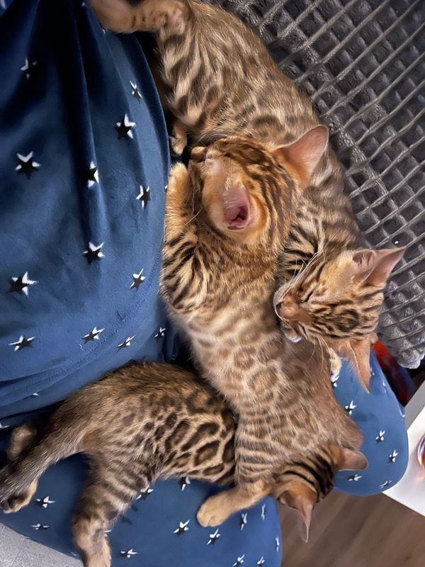 Traumhafte Superkleine Erhältlich  Bengalkätzchen mit wunderschöner Zeichnung