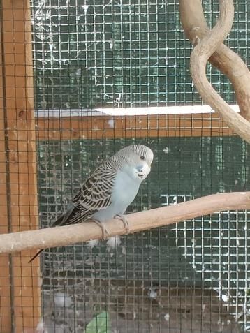 Afrikanische Graupapageien