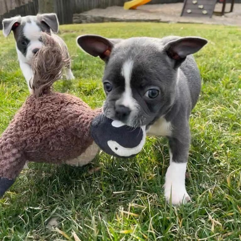 Französische Bulldogge