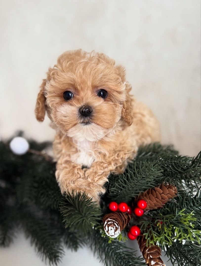 Maltipoo-Welpen zur Adoption