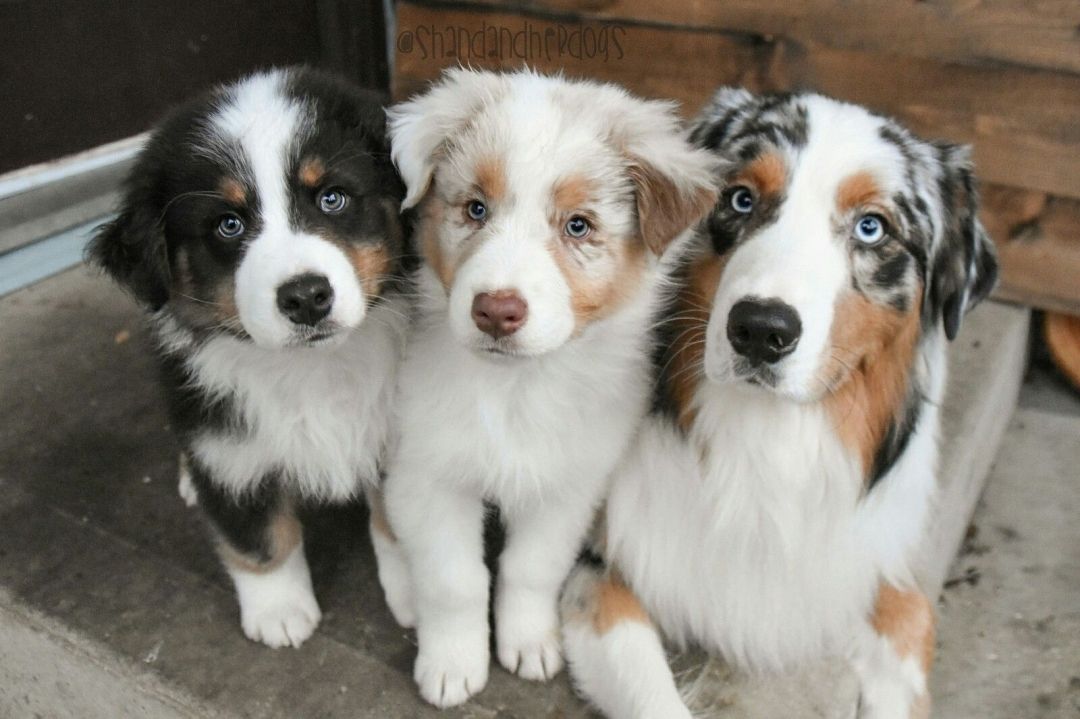 Australischer Schäferhund