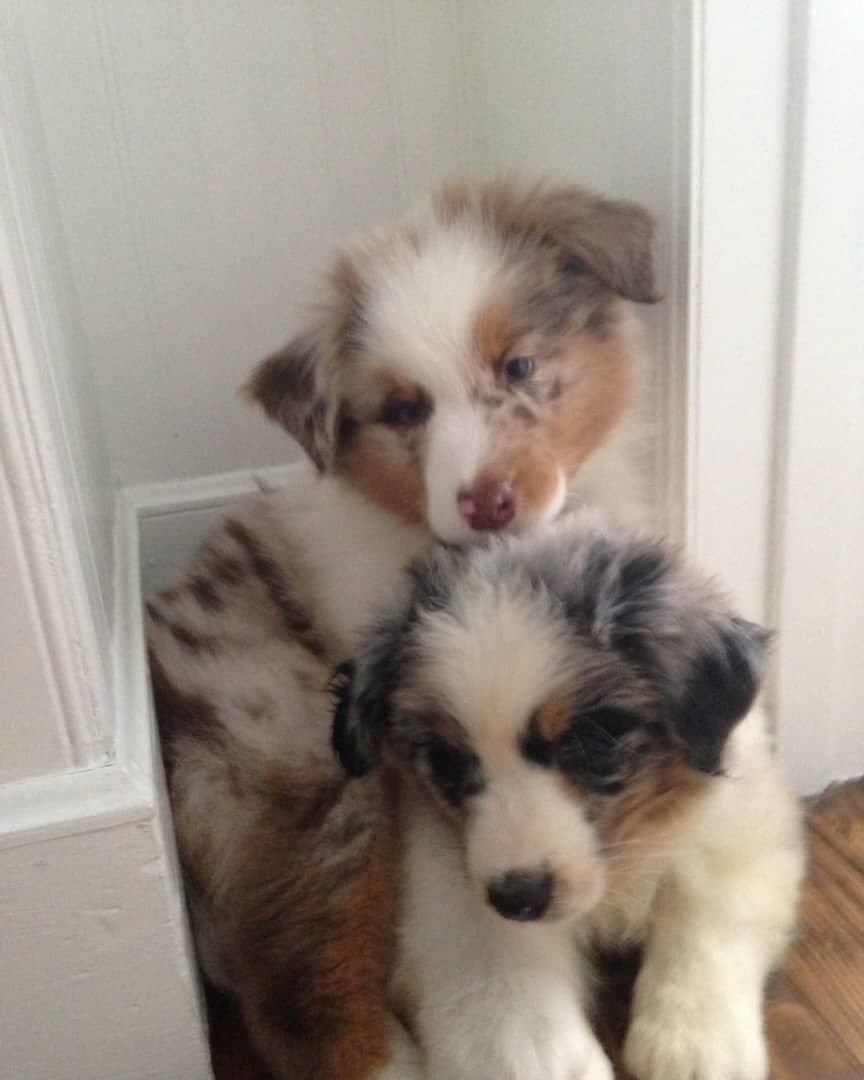 Aussie-doodle Welpen