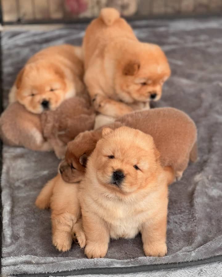 Chow-Chow Welpen