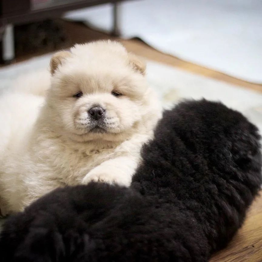 Chow-Chow Welpen