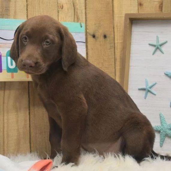 Labradol-Welpen verfügbar