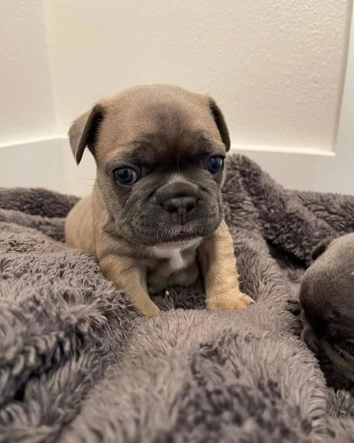 Französische Bulldogge