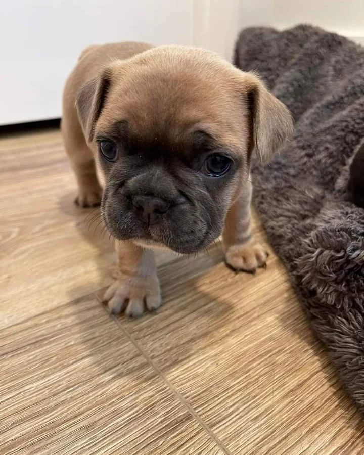 Französische Bulldogge