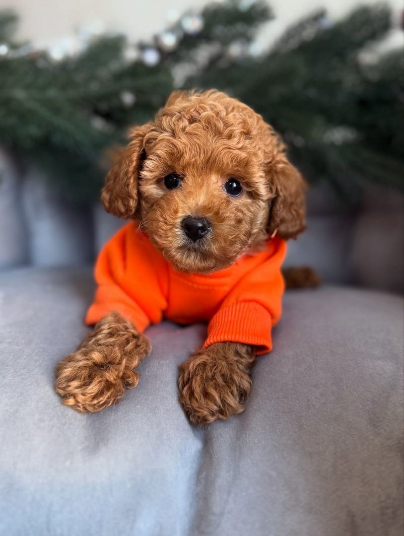 Maltipoo-Welpen zur Adoption