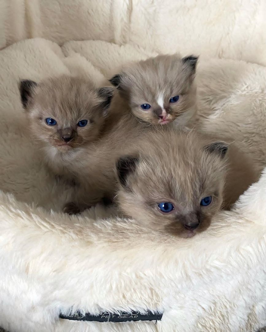 Ragdoll-Kätzchen zu verkaufen