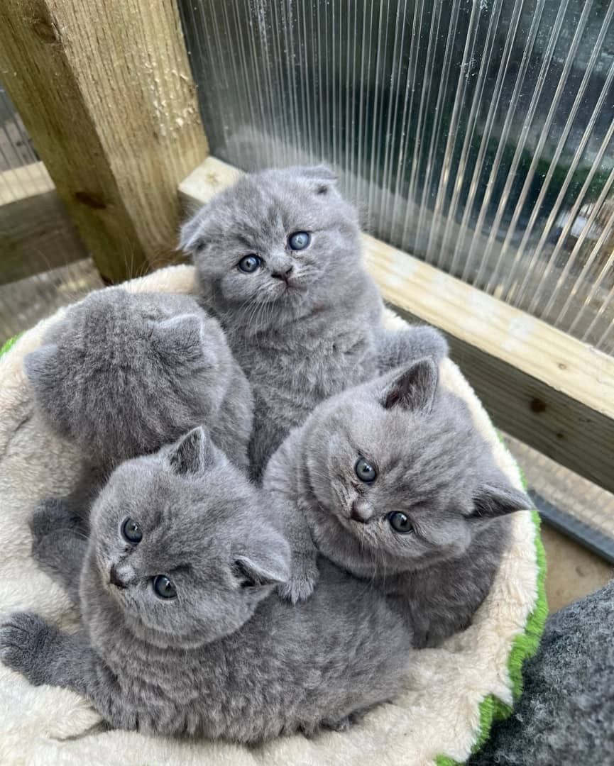 Britische Kurzhaar-Kätzchen zur Adoption