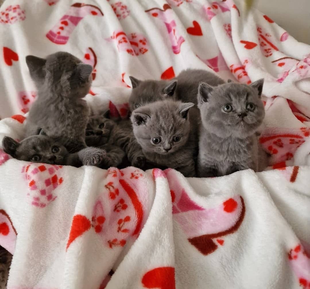 Britische Kurzhaar-Kätzchen zur Adoptioncc