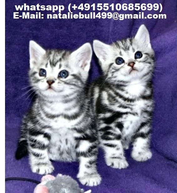 BKH Britisch Kurzhaar Katzen mit Stammbaum,,