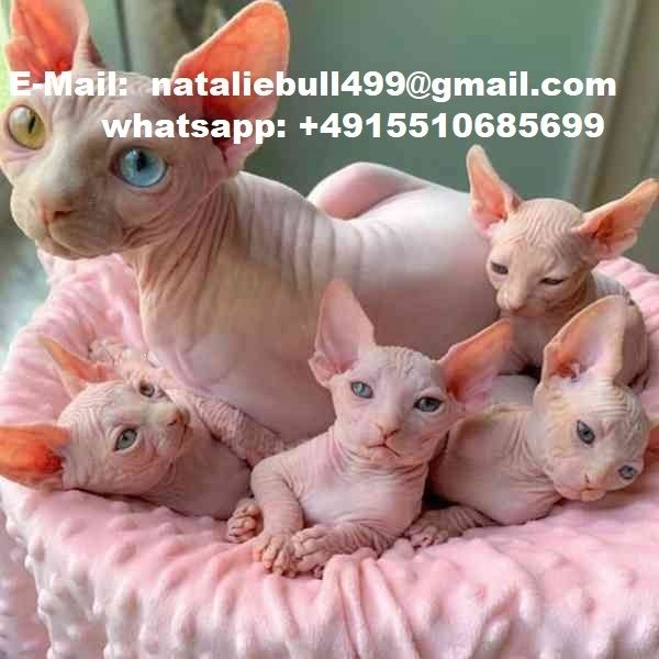 Sphynx-Kätzchen ,,