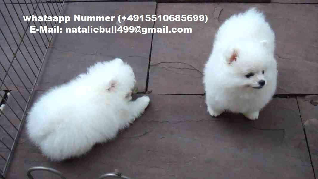 MINI POMERANIAN ZWERGSPITZ  WELPEN