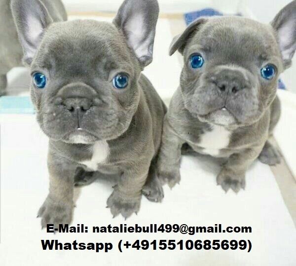 Französische Bulldogge Welpen,,