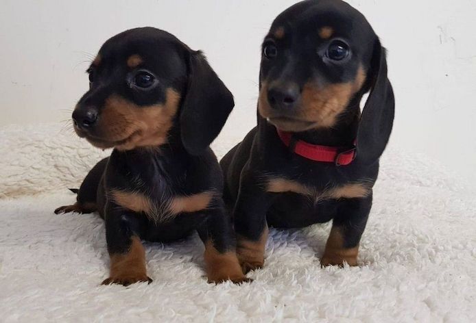 Dobermannwelpen für ein neues Zuhause ,,