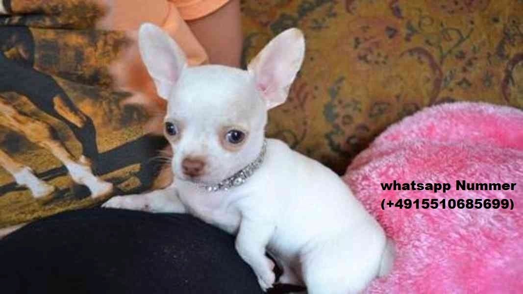 MINI chihuahua welpen mit Papieren